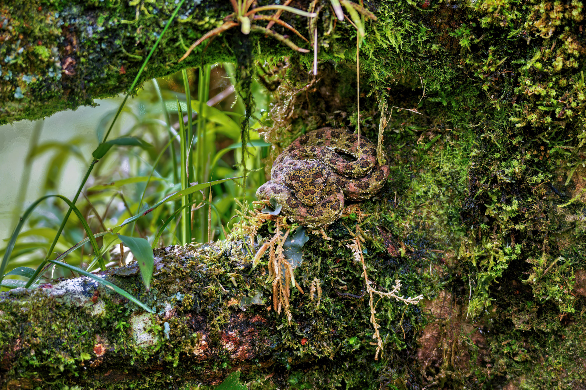 Weibliche Form der Greifschwanz-Lanzenotter (Bothriechis schlegelii)